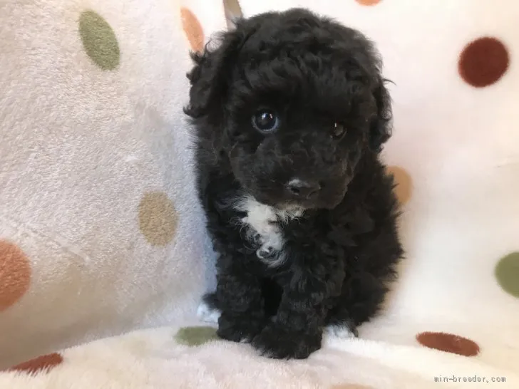ID:2002-00853の子犬