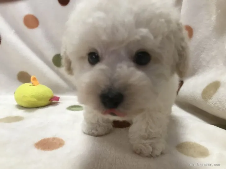 zeph 様のお迎えした子犬