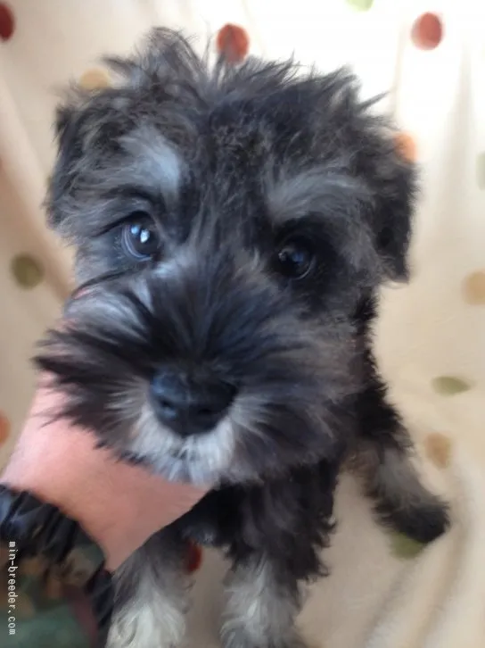 ID：1512-01369の子犬