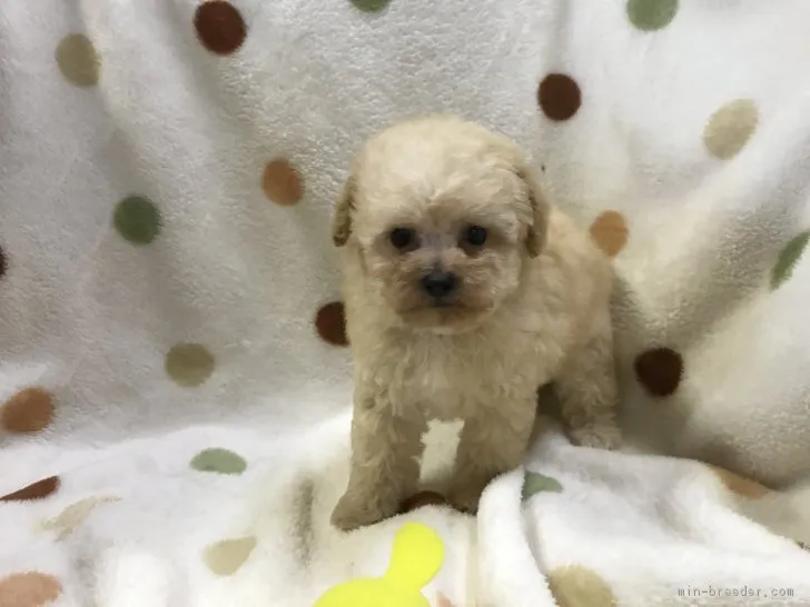 ID：1809-02036の子犬