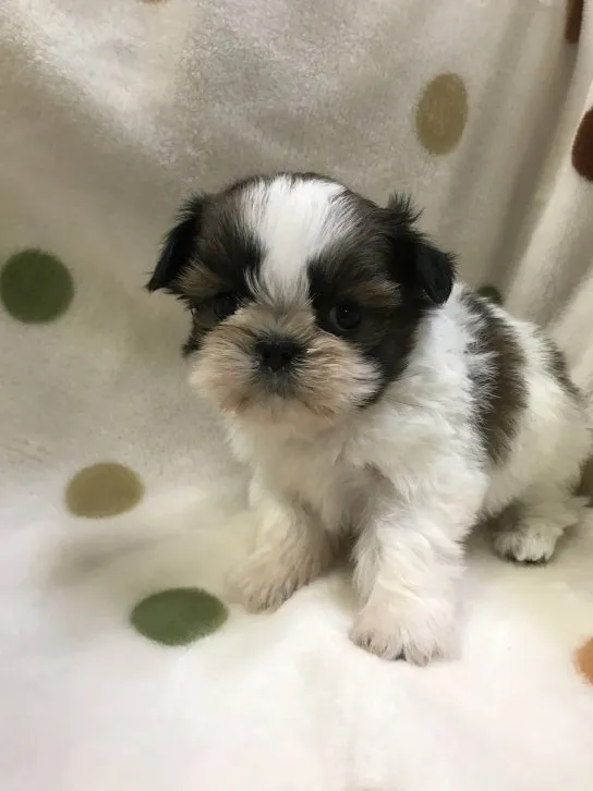 ID：1611-00880の子犬