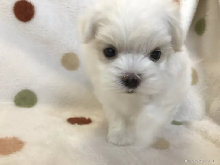 ID:2004-01111の子犬