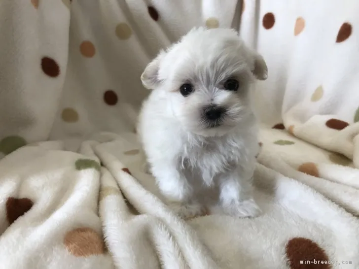 ID:1903-00519の子犬
