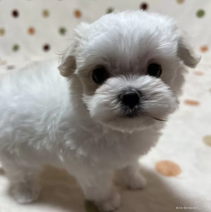 ID:2312-03830の子犬