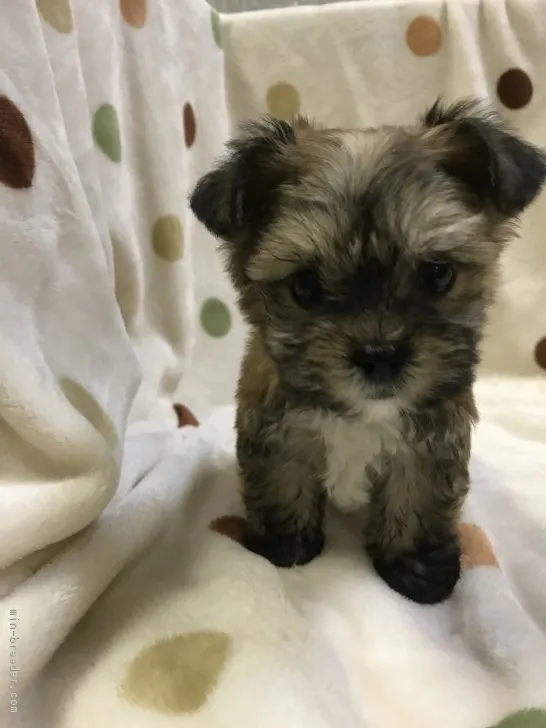 ID:1710-01139の子犬