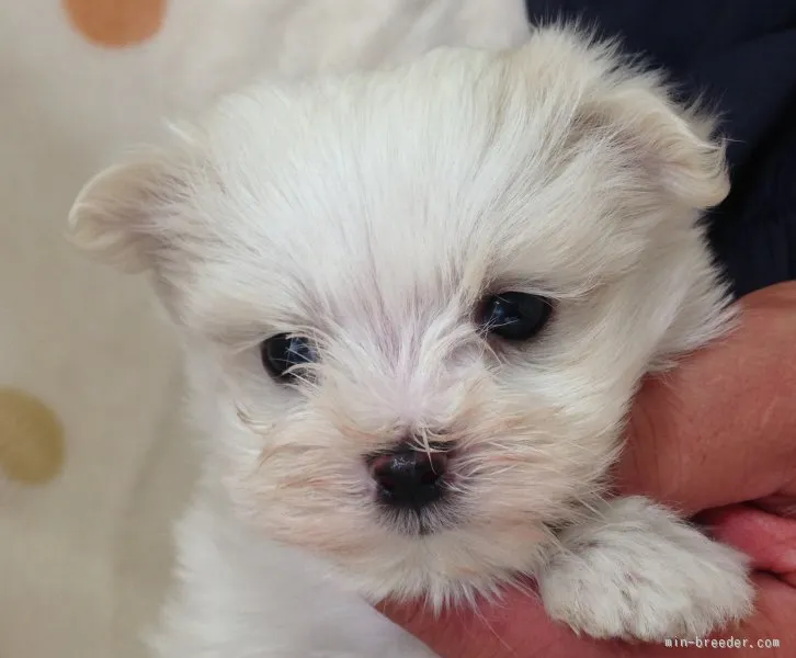 ルーク 様のお迎えした子犬