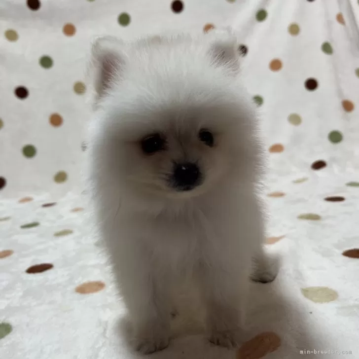 ID：2408-02440の子犬