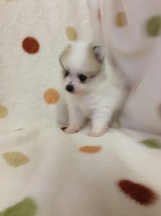 ID:1607-01291の子犬