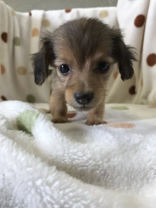 ID:1706-01535の子犬