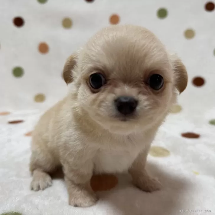ちい3 様のお迎えした子犬