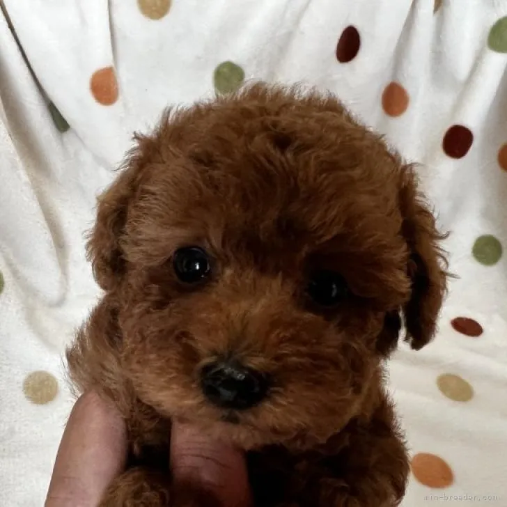 ID:2208-03455の子犬