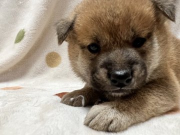 柴犬(標準サイズ)【岐阜県・男の子・2021年11月7日・赤】の写真「くりくりお目めですよ♪」