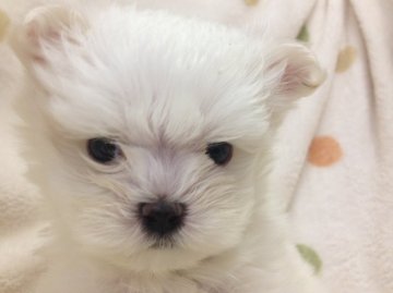マルチーズ【岐阜県・女の子・2016年3月26日・ホワイト】の写真「お顔だけじゃなく、仕草も可愛い♪」