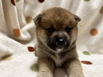 柴犬(標準サイズ)【岐阜県・女の子・2021年11月7日・赤】の写真「くりくりお目めですよ♪」