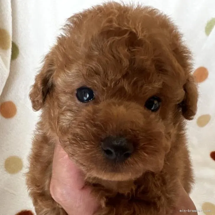 ID:2207-04568の子犬