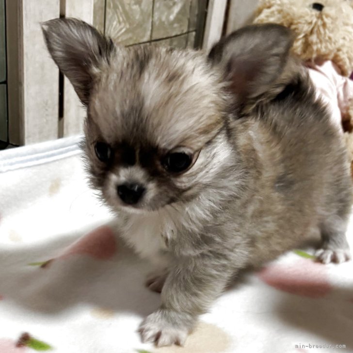 ブリーダー画像