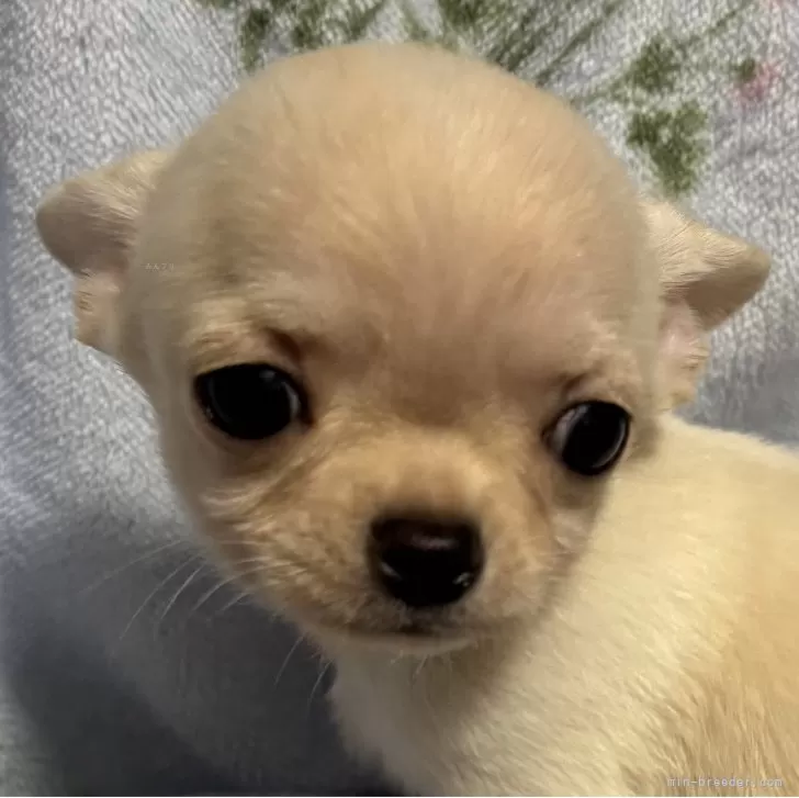 ID：2412-02547の子犬