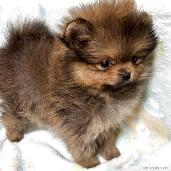 ID:2504-01620の子犬