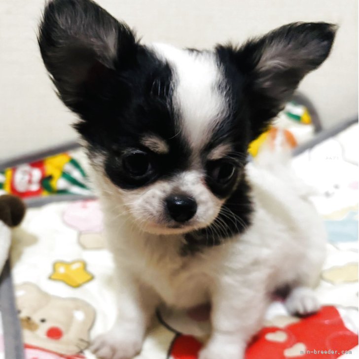 ブリーダー画像