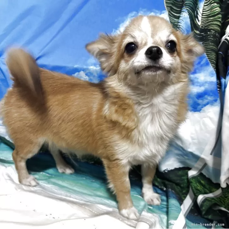 チワワ(ロング)【愛知県・男の子・2025年4月21日・フォーン&amp;ホワイト】の写真1