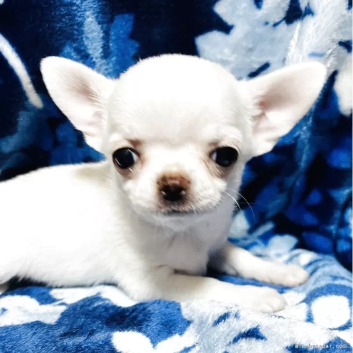 ID:2507-05119の子犬
