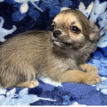 チワワ(ロング)【愛知県・女の子・2025年9月24日・フォーン&ホワイト】の写真「構成の綺麗な優しい性格の子、成長と共に綺麗な色に」