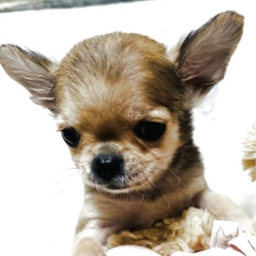 チワワ(ロング)【愛知県・女の子・2025年8月25日・レッド&ホワイト】の写真「現在550gととっても小振りですがお腹ポンポンです」