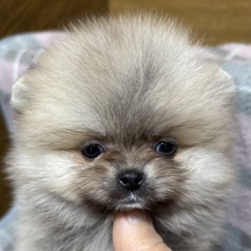 ポメラニアン【愛知県・女の子・2024年12月17日・クリーセーブル】の写真「とっても小さな小さなポメちゃんです」