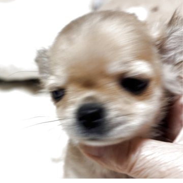 チワワ(ロング)【愛知県・女の子・2025年8月25日・レッド&ホワイト】の写真「現在550gととっても小振りですがお腹ポンポンです」