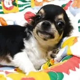 チワワ(ロング)