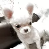チワワ(スムース)