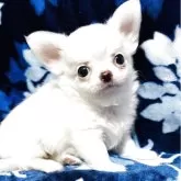 チワワ(ロング)