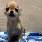 チワワ(ロング)