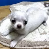 チワワ(スムース)【愛知県・女の子・2025年5月25日・ホワイトアンドクリーム】の写真2「現在950g位かなー？」