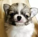 チワワ(ロング)【愛知県・男の子・2025年8月3日・フォーン&ホワイト】の写真2