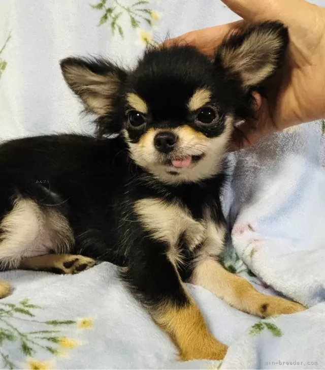 チワワ チワワ 】コンパクトサイズに成長中！極短マズルのプレミアムチワワ