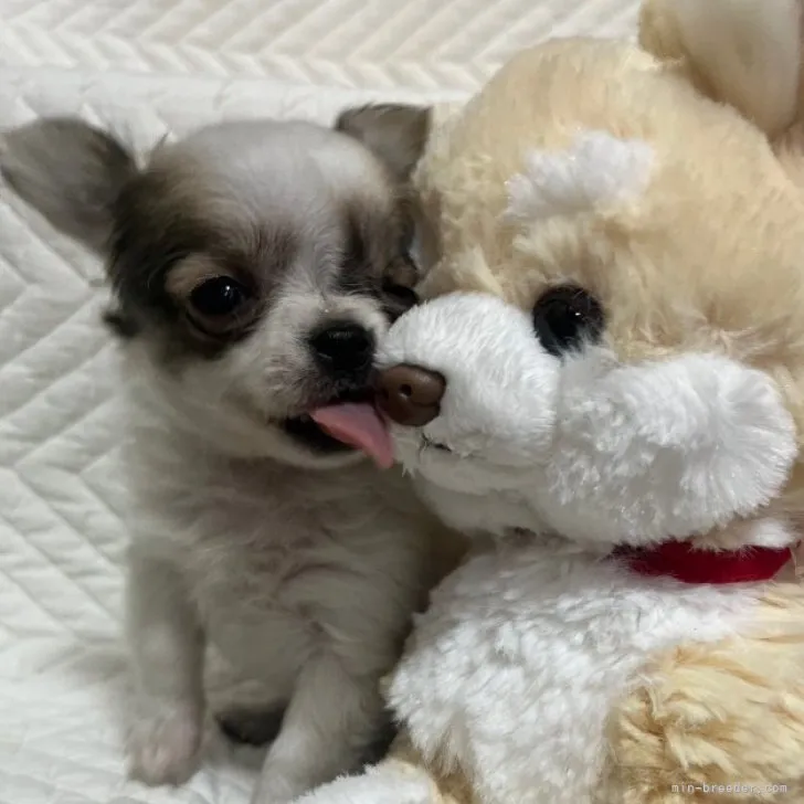 ID：2304-00278の子犬