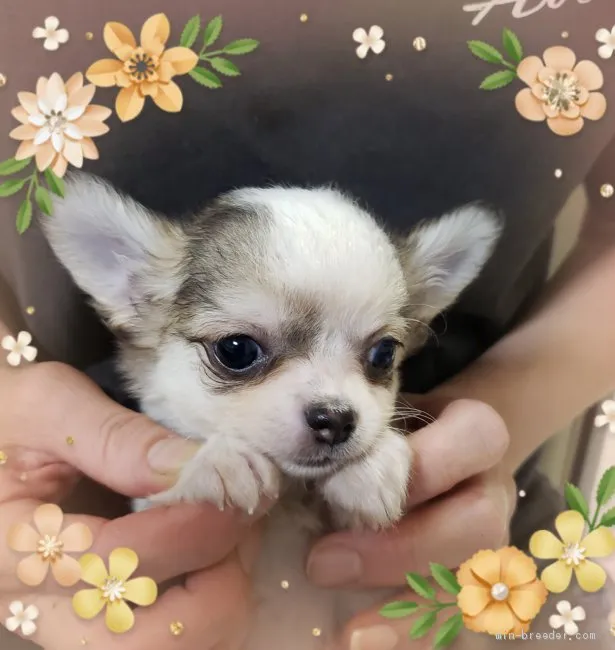 ID:2103-02181の子犬