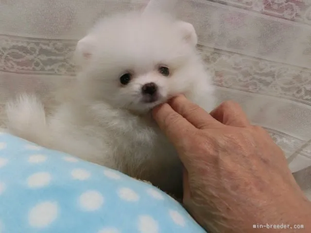 ID：1510-00803の子犬