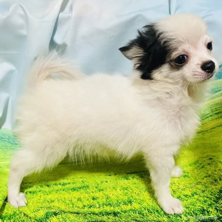 ID：2309-06105の子犬