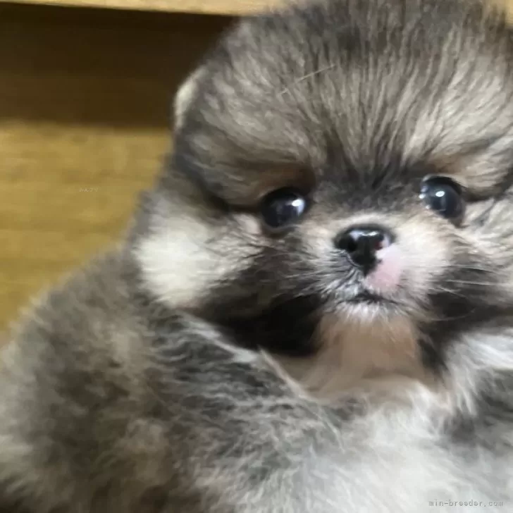 ID:2312-02753の子犬