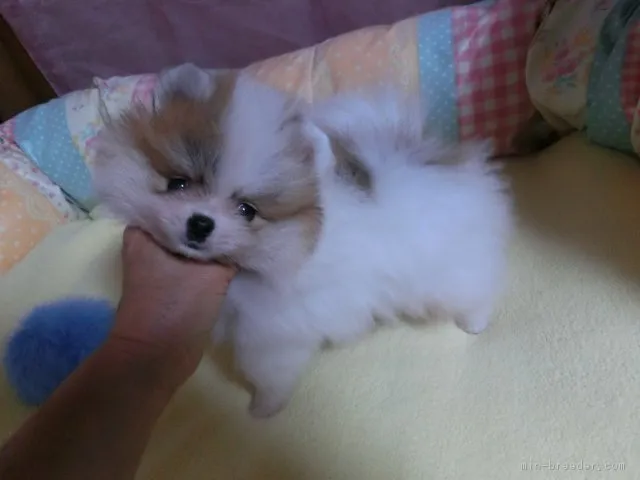 ID：1705-01148の子犬