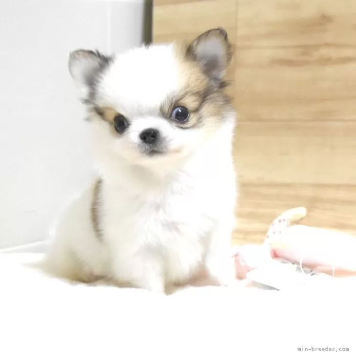 ID:2402-02300の子犬