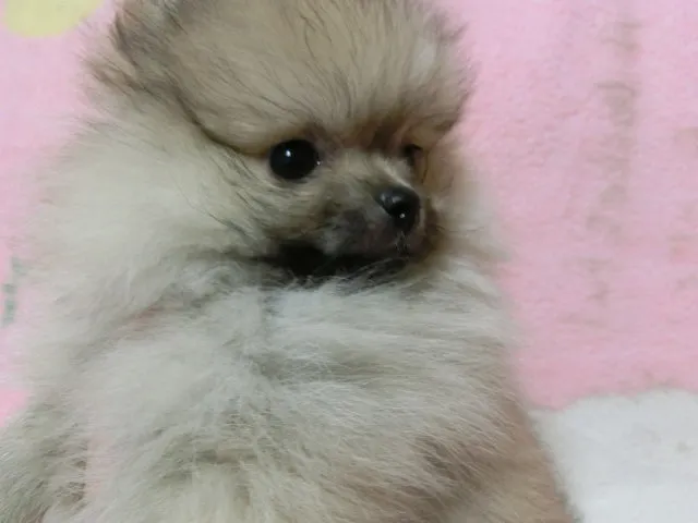 ID：1605-00975の子犬