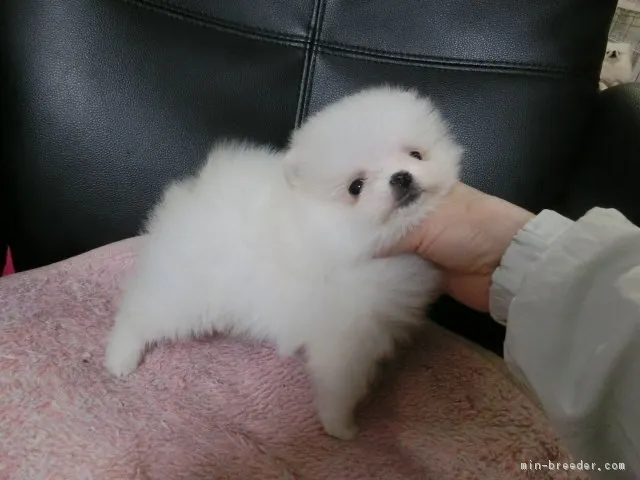 ID:1612-00345の子犬