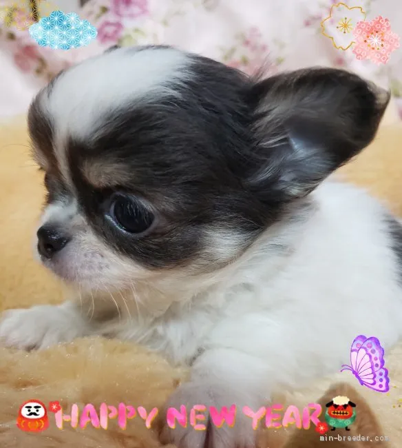ID：2101-00008の子犬