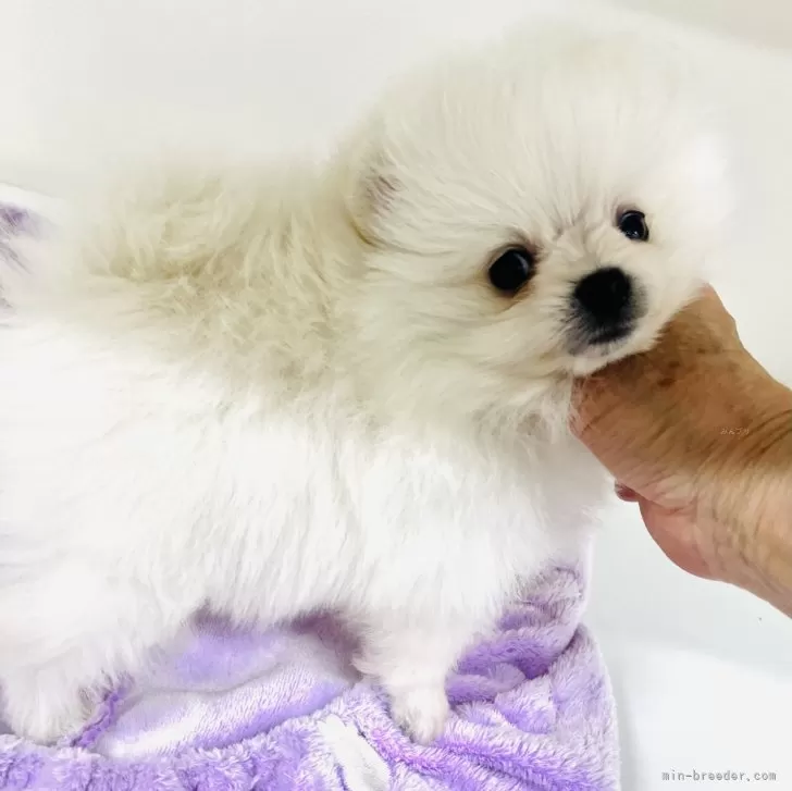 ID：2401-04561の子犬