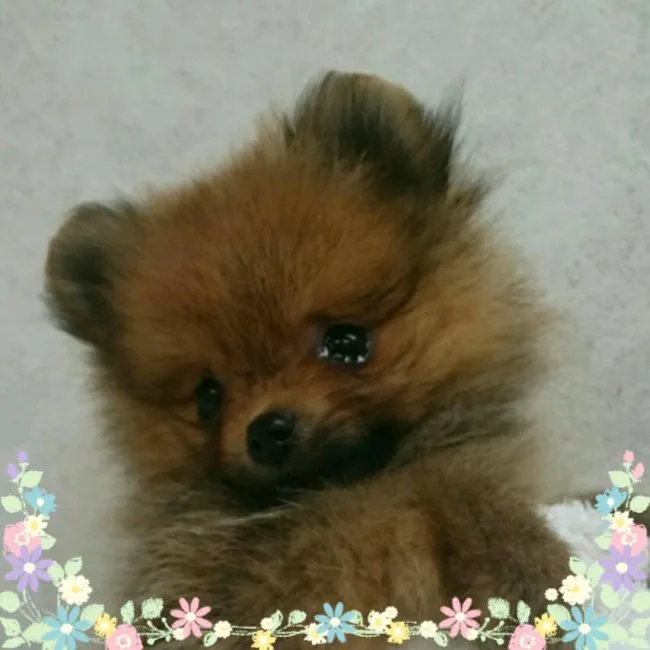 ID:1610-00514の子犬