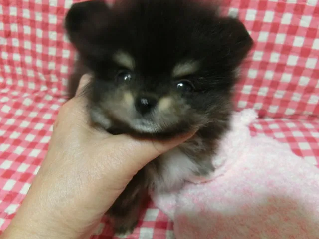 ID:1606-00428の子犬