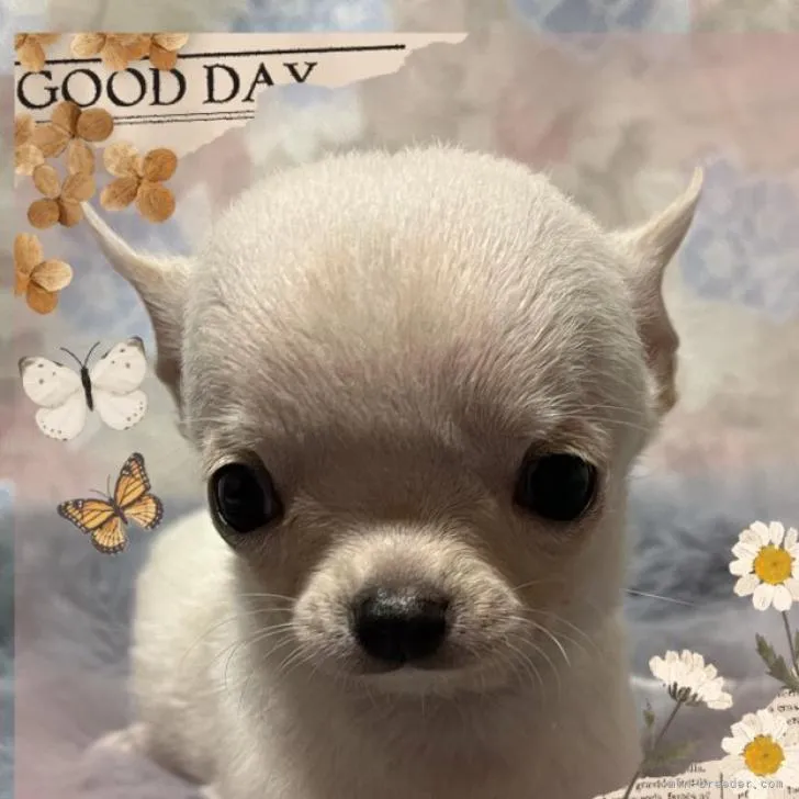 ID:2208-04626の子犬